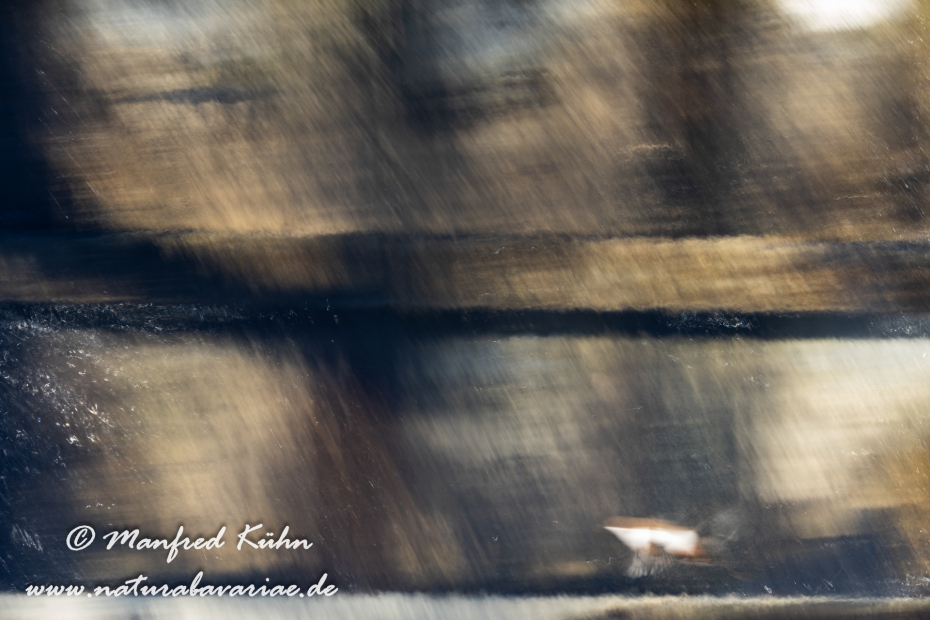 Wasseramsel ()_0324