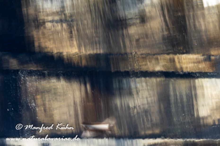 Wasseramsel ()_0325