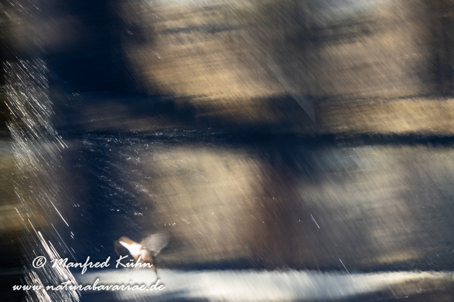 Wasseramsel ()_0326