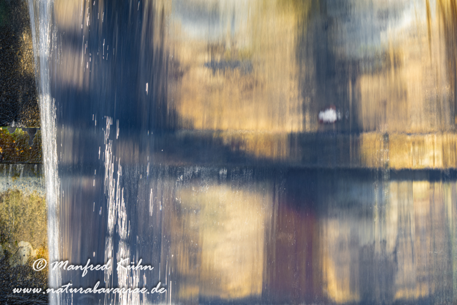 Wasseramsel ()_0327