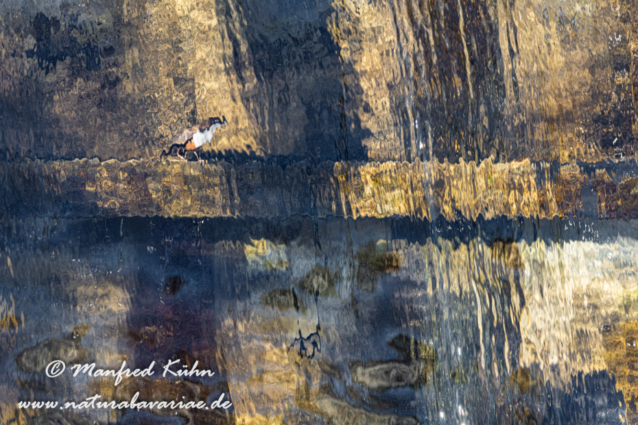 Wasseramsel ()_0330
