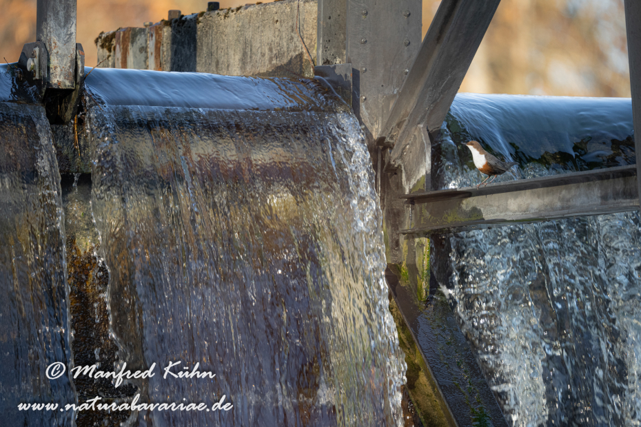Wasseramsel ()_0341