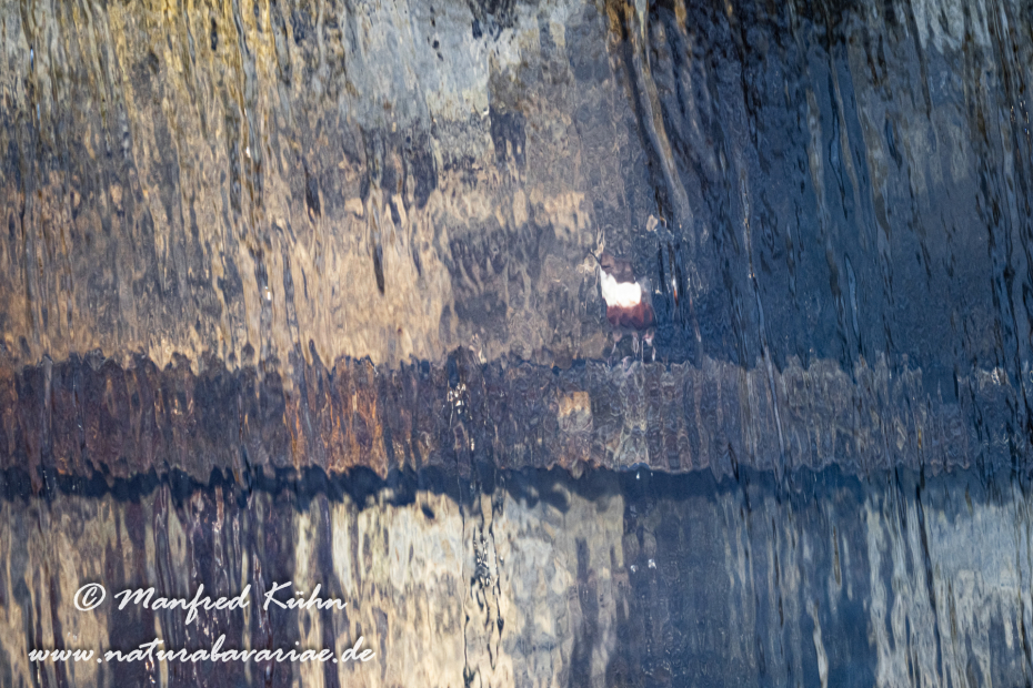 Wasseramsel ()_0342