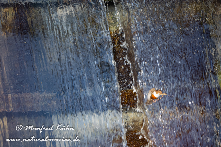 Wasseramsel ()_0343