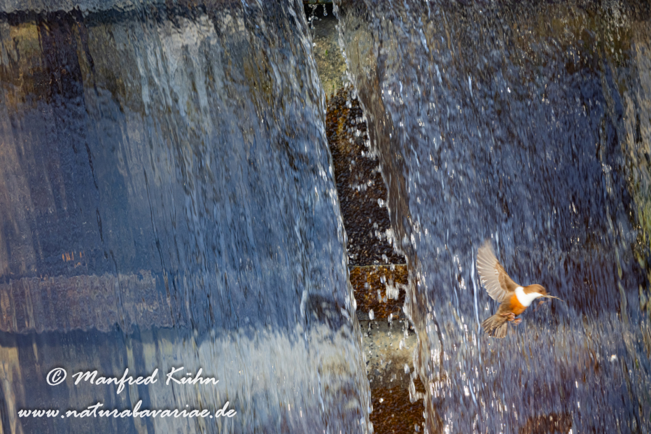 Wasseramsel ()_0344