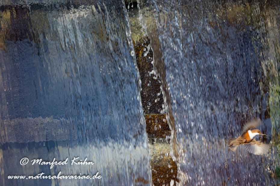 Wasseramsel ()_0345