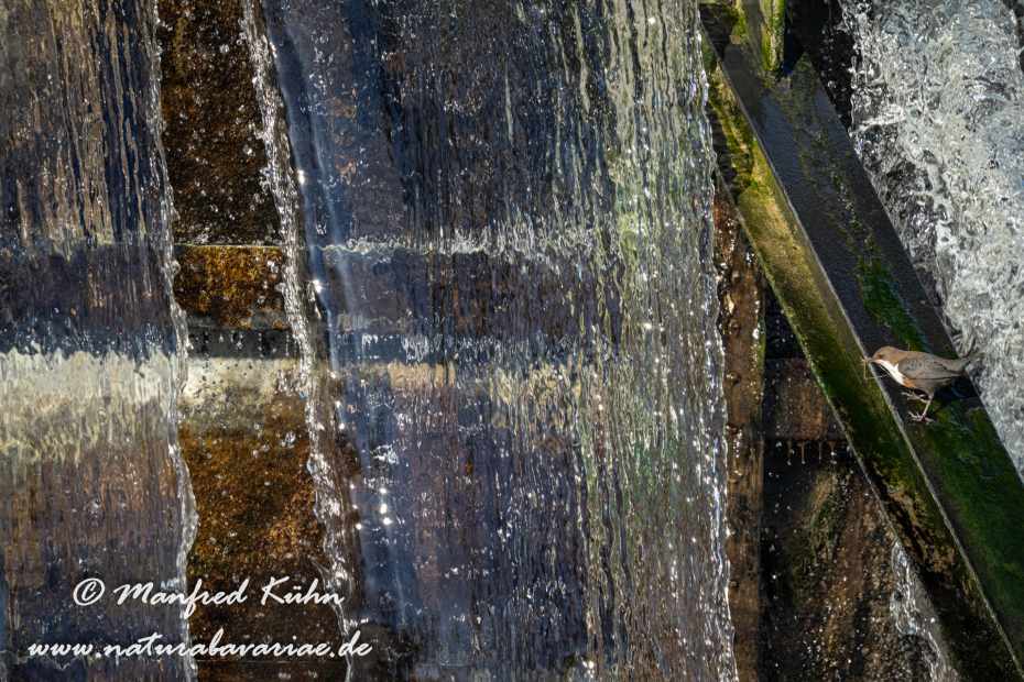 Wasseramsel ()_0348