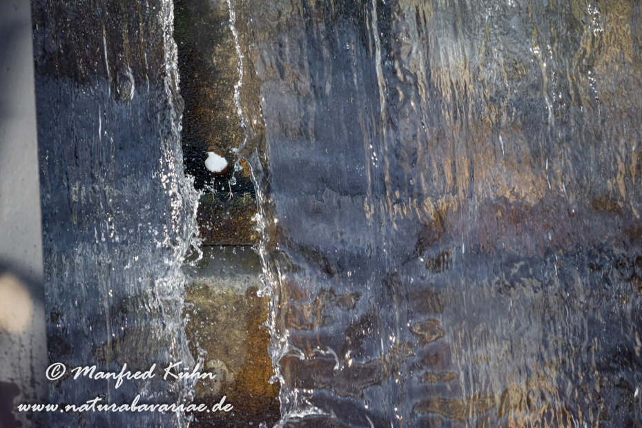 Wasseramsel ()_0353