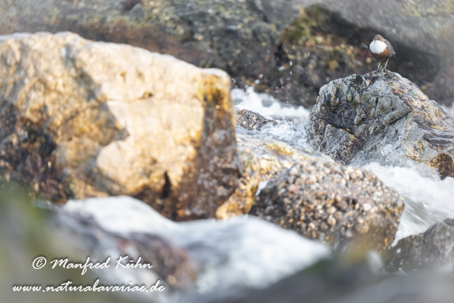 Wasseramsel ()_0359