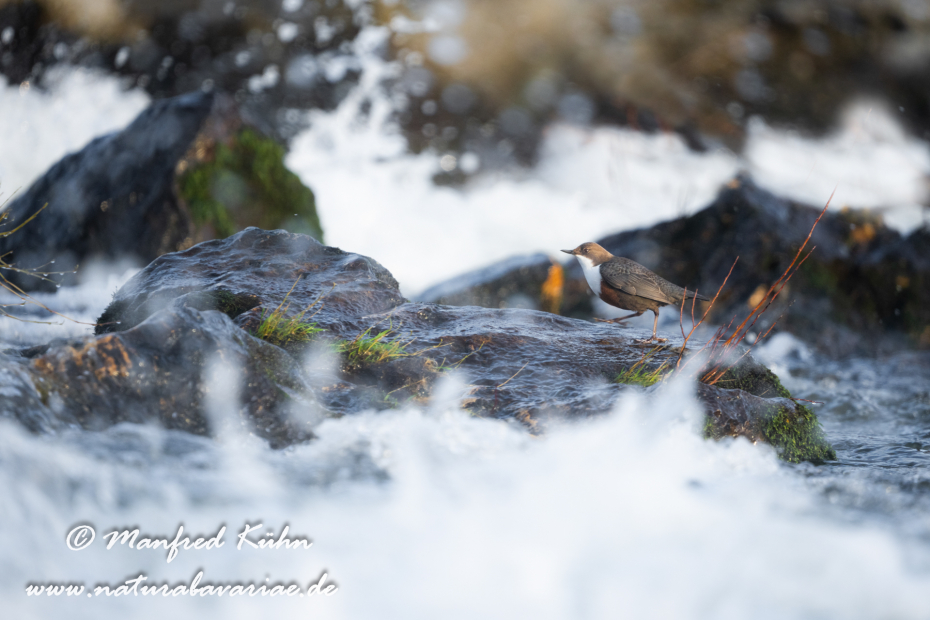 Wasseramsel ()_0360