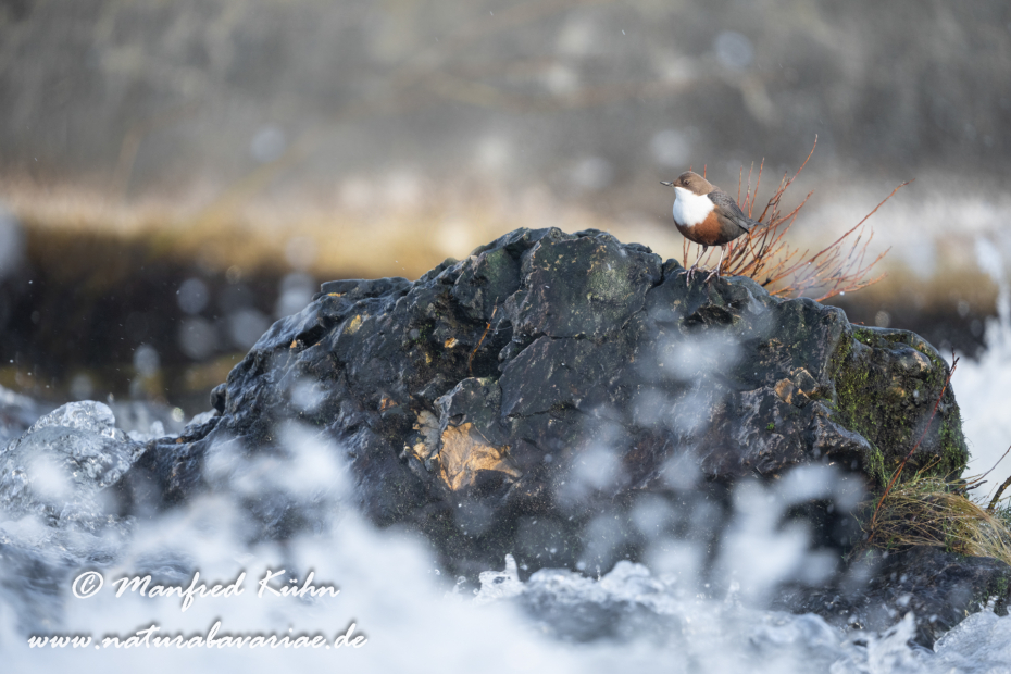 Wasseramsel ()_0361