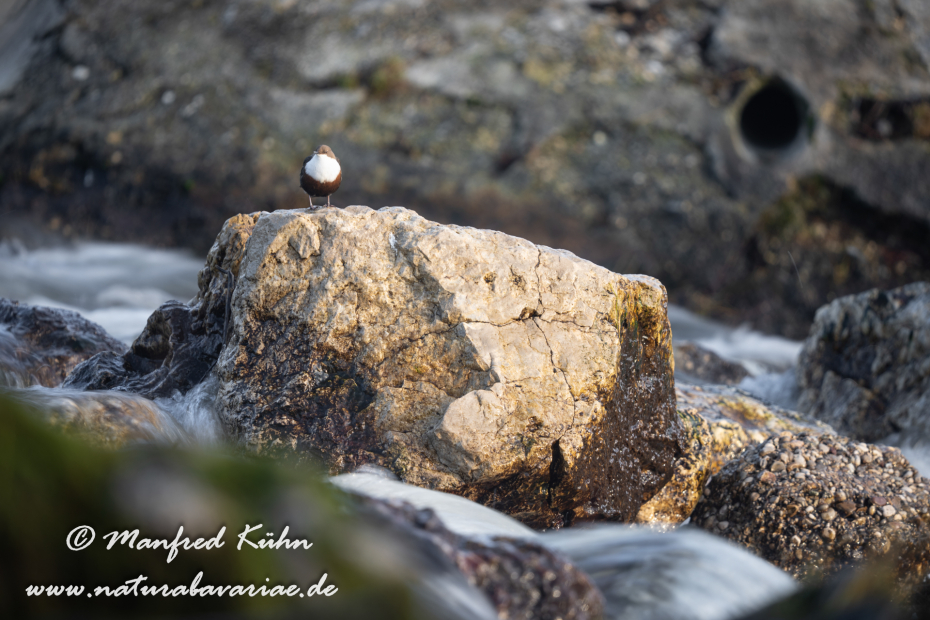 Wasseramsel ()_0363