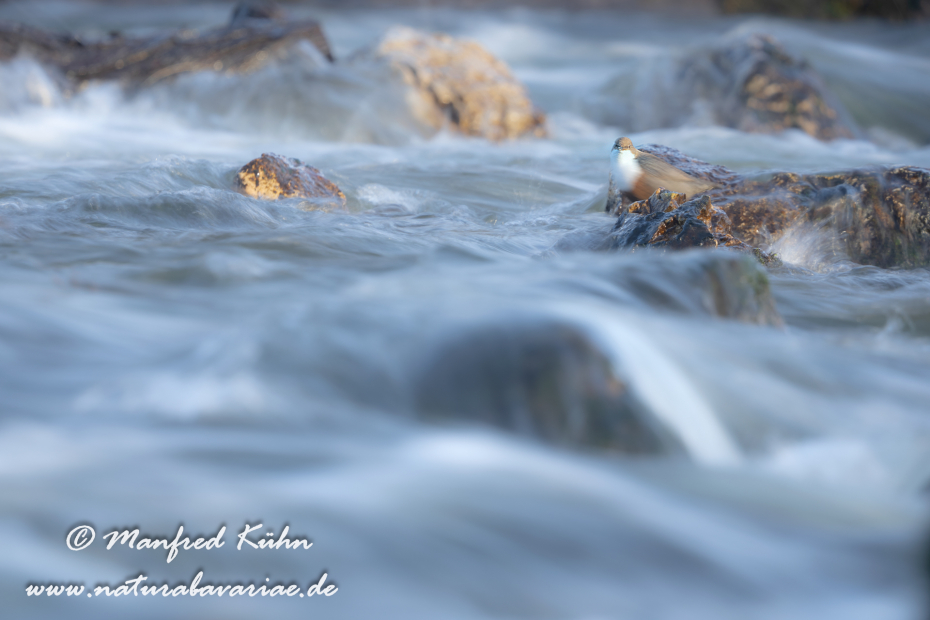 Wasseramsel ()_0370