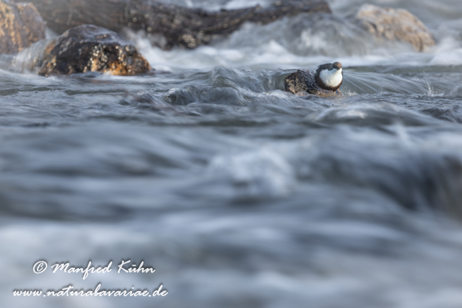 Wasseramsel ()_0371