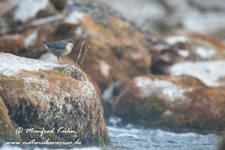 Wasseramsel ()_0389