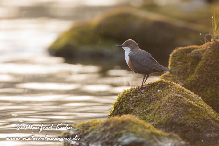 Wasseramsel ()_0390