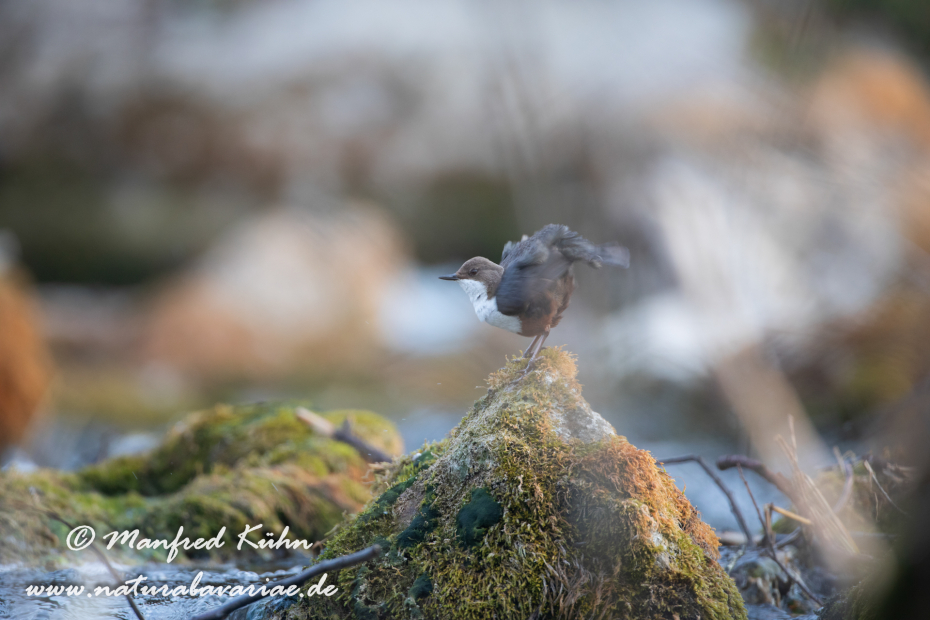 Wasseramsel ()_0391