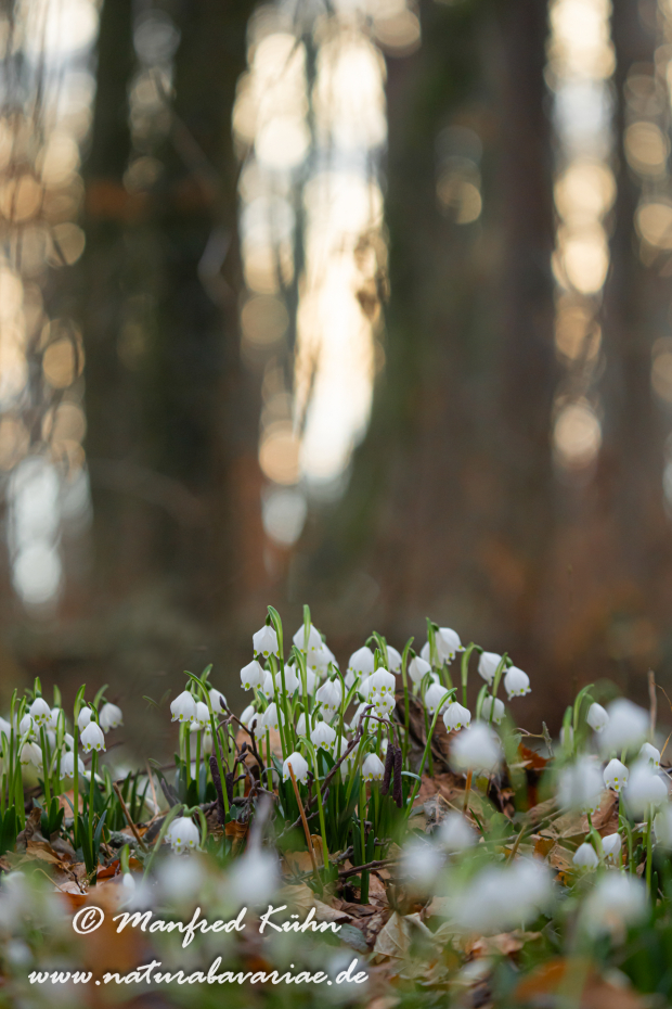 Frühlingsknotenblume ()_0116