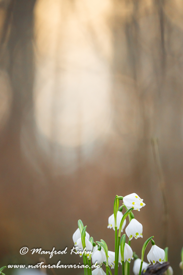 Frühlingsknotenblume ()_0118