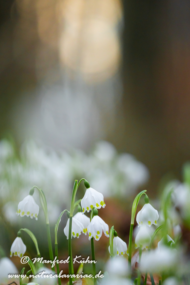 Frühlingsknotenblume ()_0120