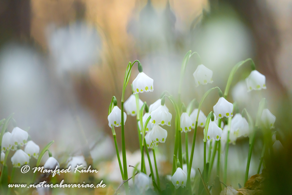 Frühlingsknotenblume ()_0124