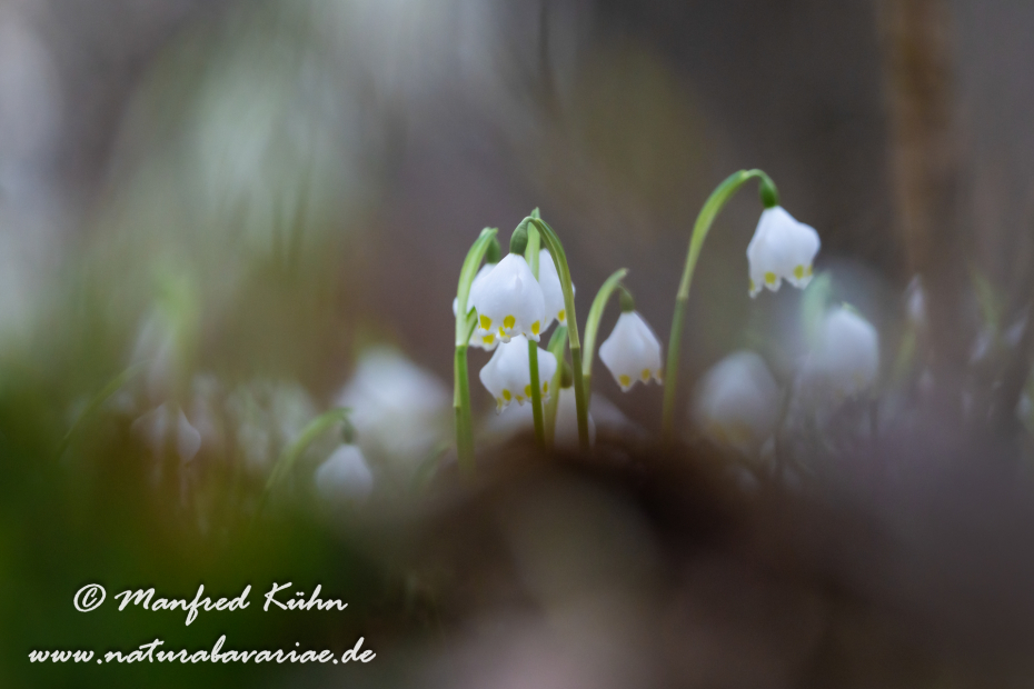 Frühlingsknotenblume ()_0125
