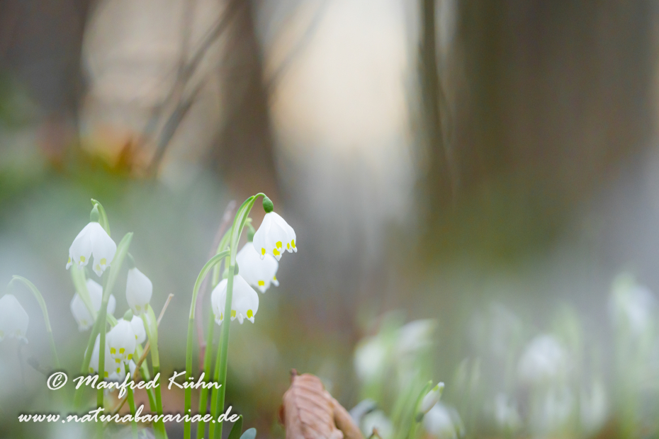 Frühlingsknotenblume ()_0126