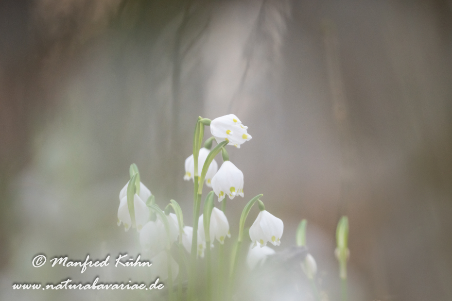 Frühlingsknotenblume ()_0132