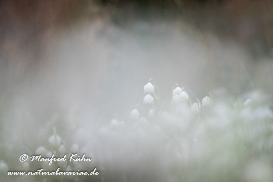 Frühlingsknotenblume ()_0138