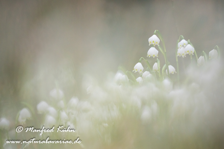 Frühlingsknotenblume ()_0141
