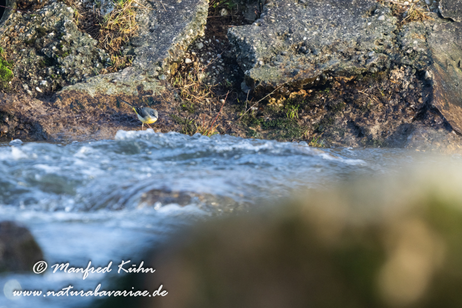 Gebirgsstelze ()_0116