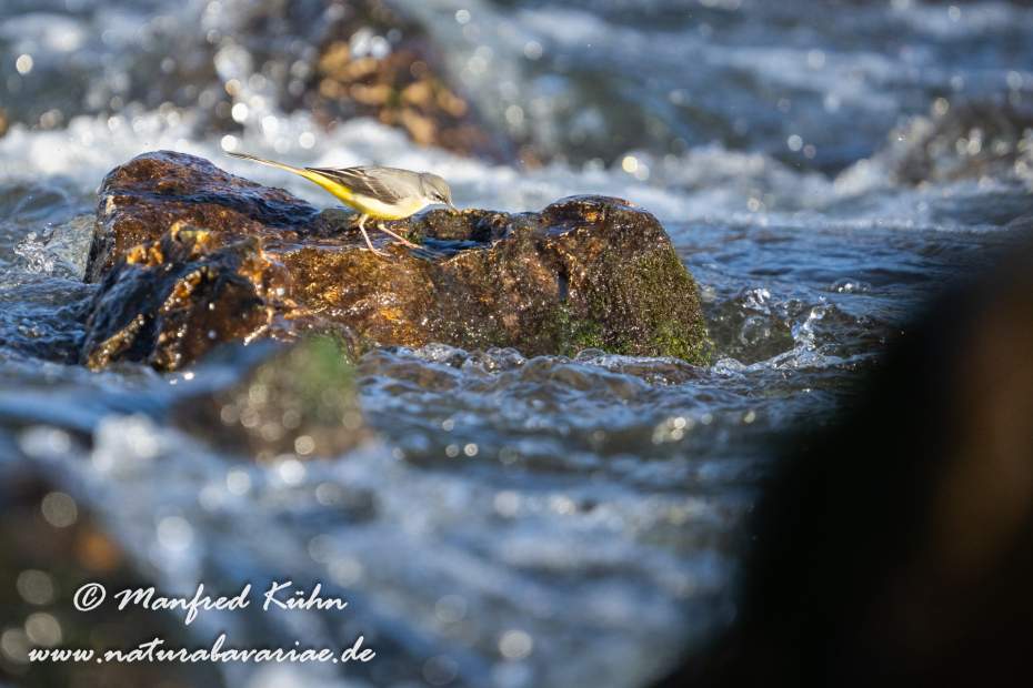Gebirgsstelze ()_0119