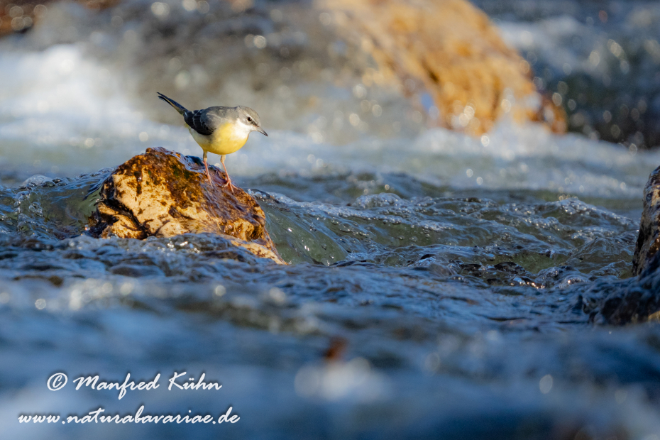 Gebirgsstelze ()_0129