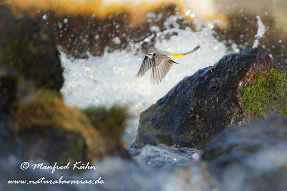 Gebirgsstelze ()_0142
