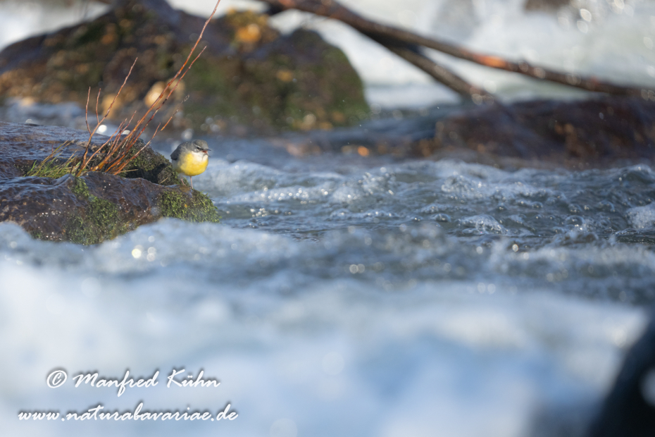 Gebirgsstelze ()_0143
