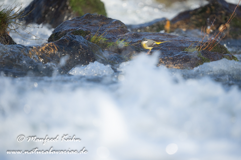 Gebirgsstelze ()_0144
