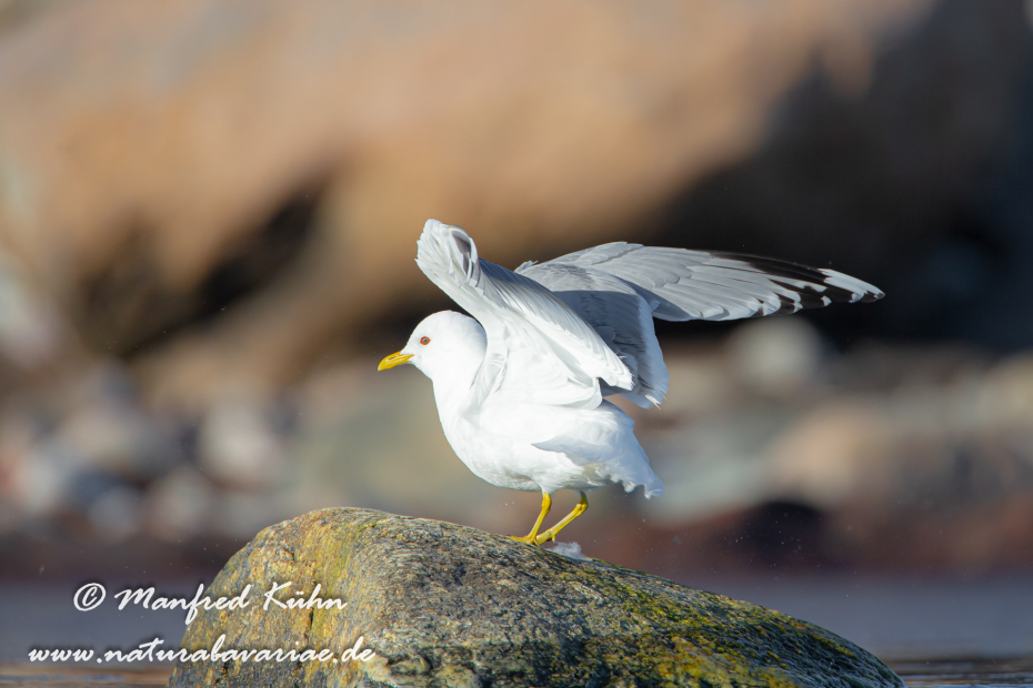 Sturmmöwe ()_0032