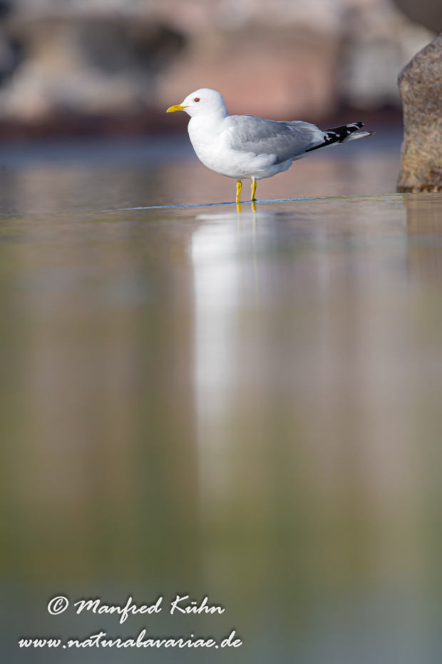 Sturmmöwe ()_0035