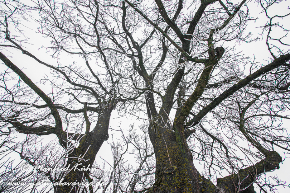 Winter (Bäume)_0053