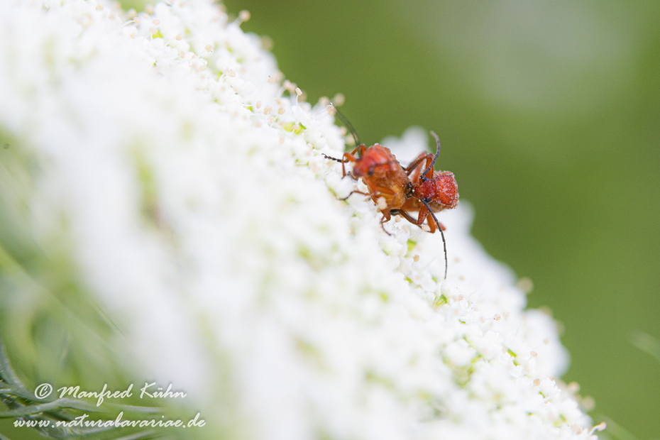 Weichkäfer (Roter)_0011