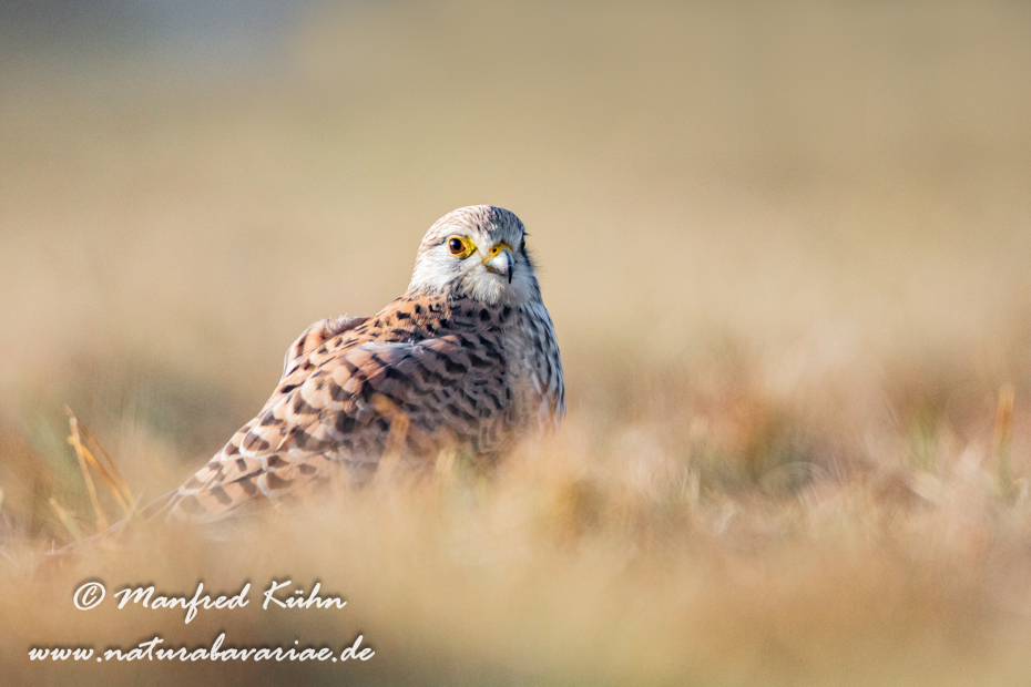 Turmfalke ()_0074