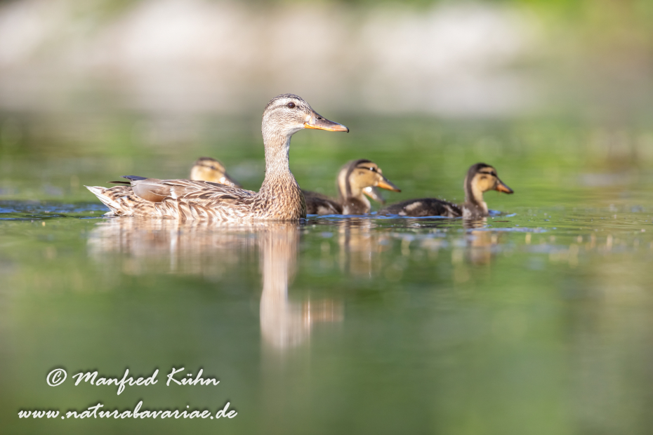 Stockente ()_0153