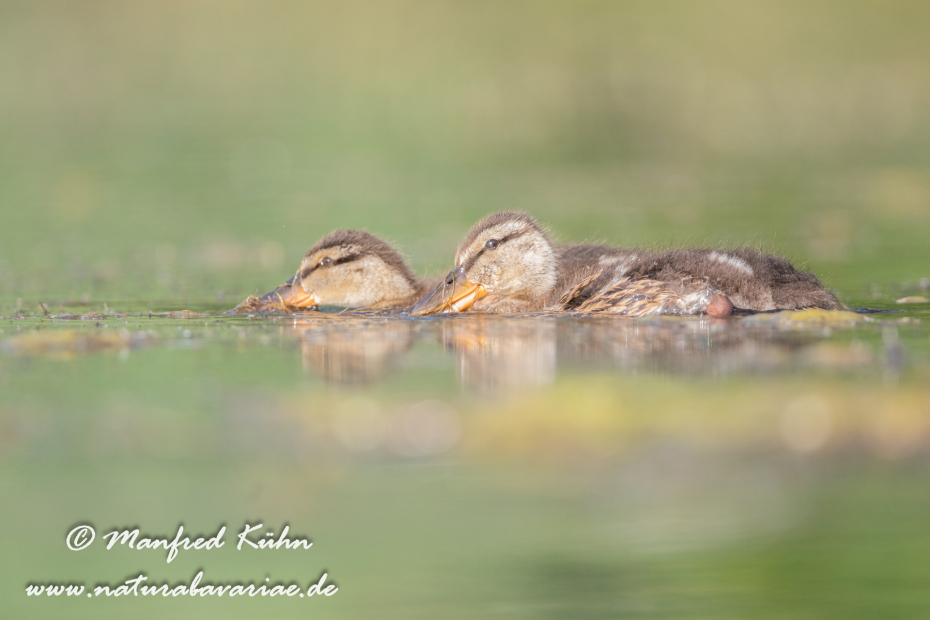 Stockente ()_0162