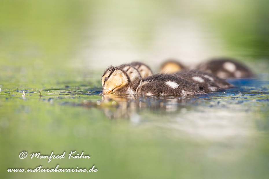 Stockente ()_0168