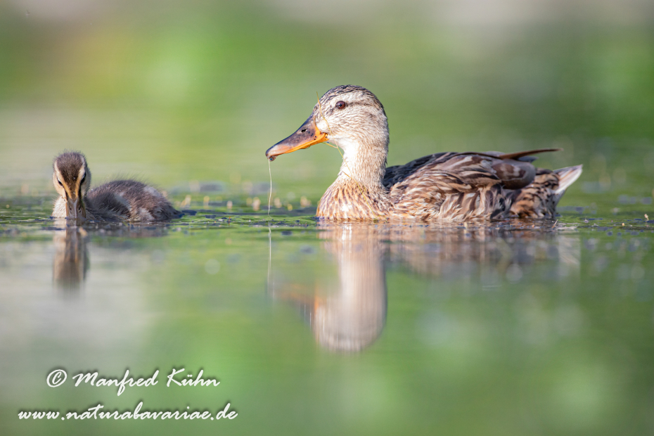 Stockente ()_0169