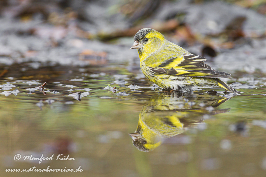 Erlenzeisig ()_0041