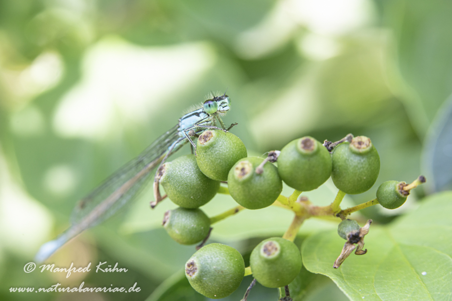 Pechlibelle (Große)_0041
