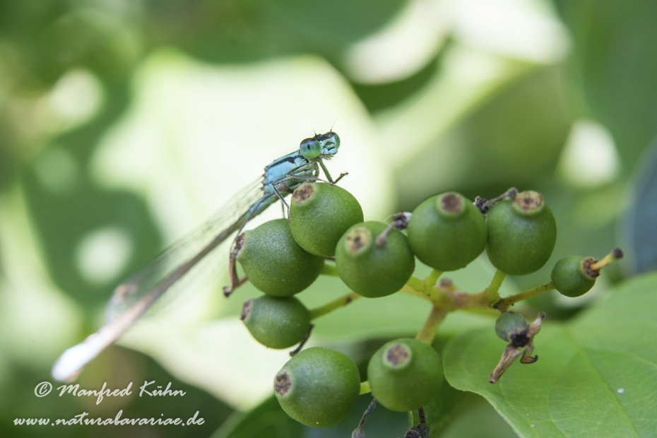 Pechlibelle (Große)_0043