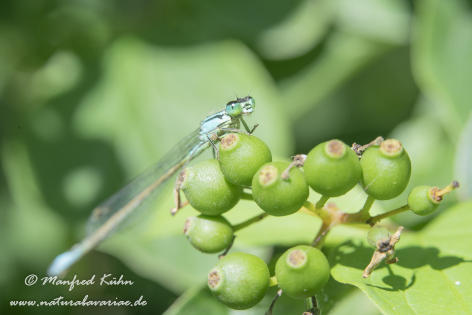 Pechlibelle (Große)_0044