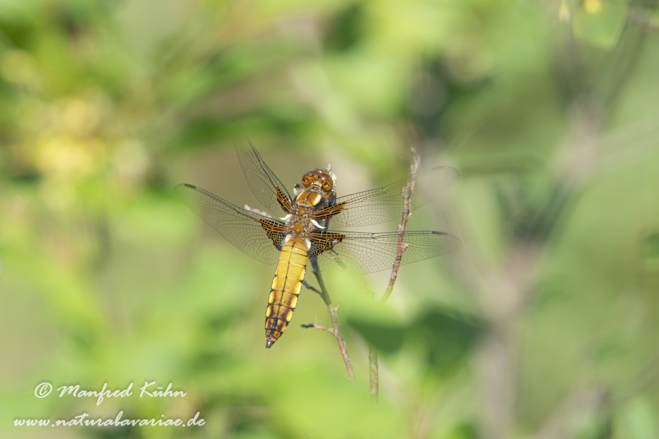 Plattbauch ()_0029